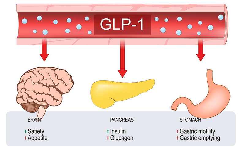 GLP-1